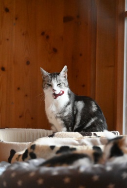 Eine grau weiße Katze sitzt auf einer Decke und leckt sich das Maul