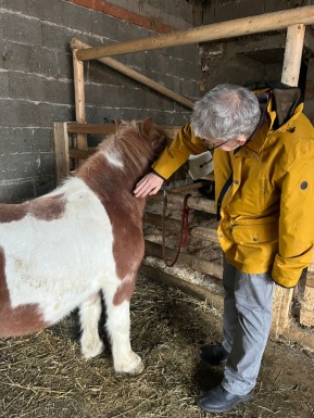 Mann mit gelber Jacke im Stall streichelt ein Pony