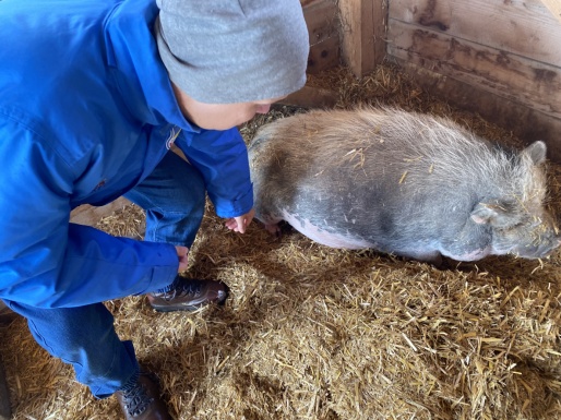 Mann bückt sich um ein kleines graues Schwein in einem Stall zu streicheln