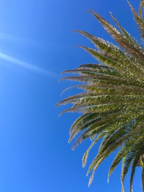 Palmenblätter und der blaue Himmel