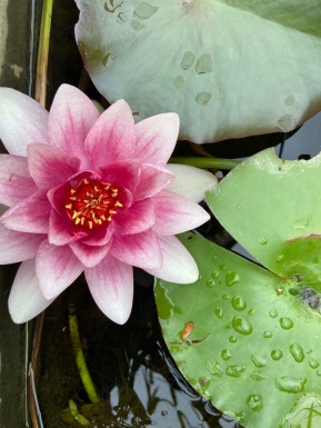 Seerose