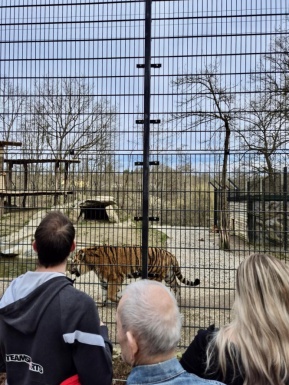 Zwei M&auml;nner und eine Frau stehen vor dem Gehege und beobachten den Tiger