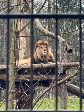 Ein L&ouml;we im Gehege