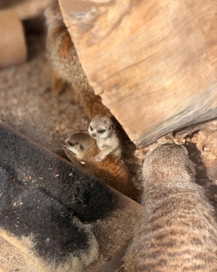 Zwei Erdm&auml;nnchen