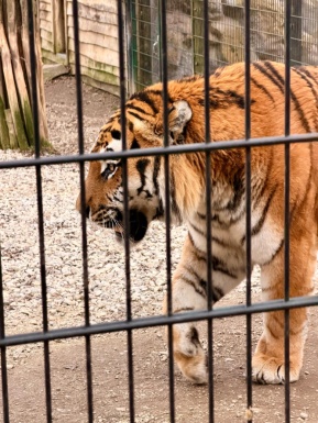 Ein Tiger