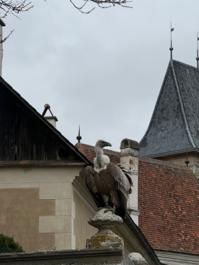 Ein Falke sitzt auf einer Steinmauer