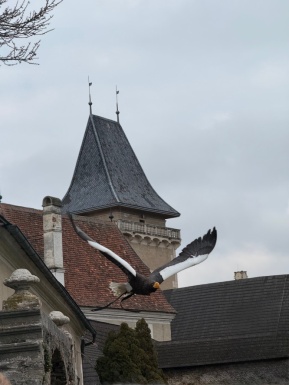 Ein fliegender Falke vor einer Burg