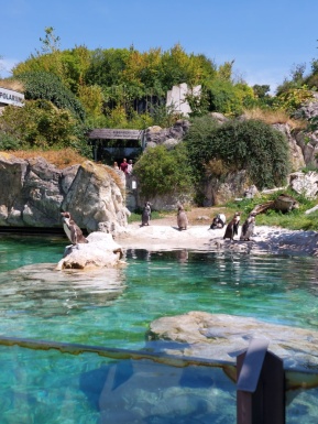 Pinguine stehen im Freigehege beim Wasser