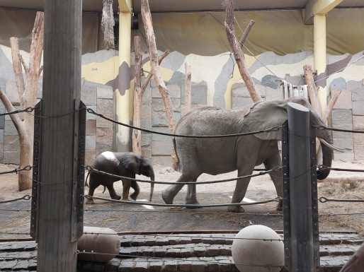 Ein gro&szlig;er und ein kleiner Elefant in ihrem Gehege