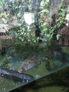 Krokodil durch eine Glasscheibe fotografiert