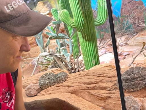 Mann sieht Schlange im Terrarium zu