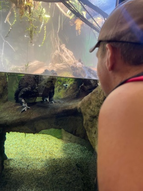 Mann schaut zu Reptil in Terrarium