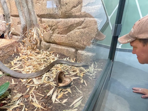 Mann schaut begeistert einer Schlange im Terrarium zu